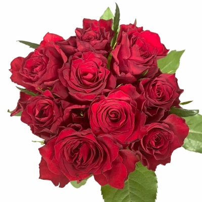 Kytice 9 červených růží INFRARED 45 cm