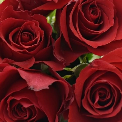 Kytice 9 červených růží MANDY