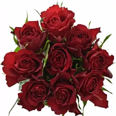Kytice 9 červených růží MANDY 50cm
