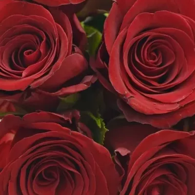 Kytice 9 červených růží MILLION REASONS