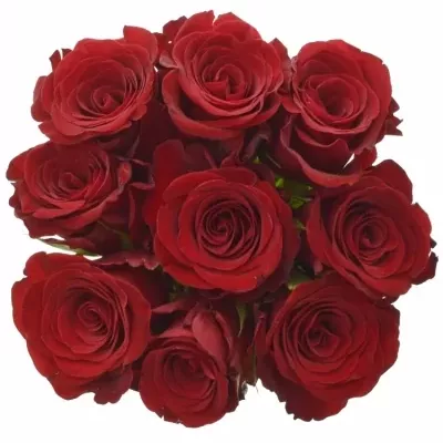 Kytice 9 červených růží MILLION REASONS 50cm