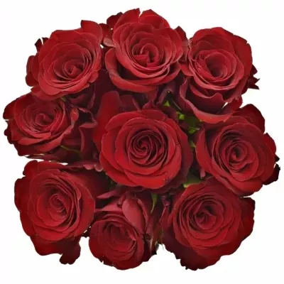 Kytice 9 červených růží MILLION REASONS