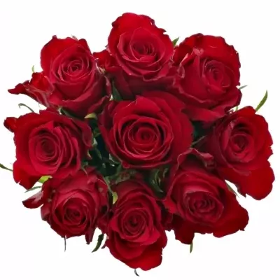 Kytice 9 červených růží NATURES RED 50cm