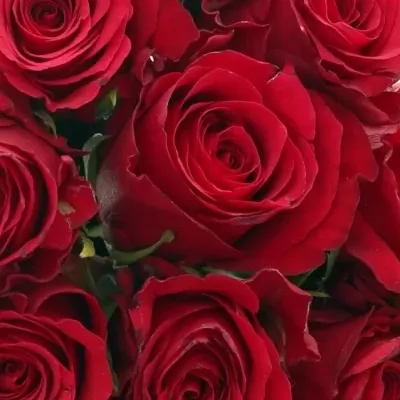 Kytice 9 červených růží NATURES RED