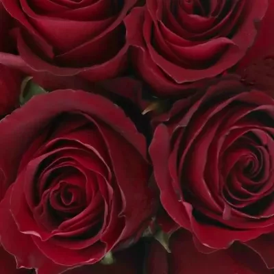 Kytice 9 červených růží NAZCA 35cm