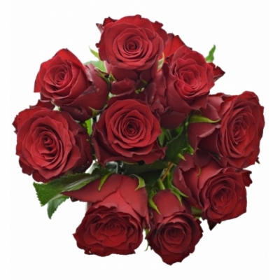 Jednodruhová kytice 9 červených růží RED BENTLEY 90 cm