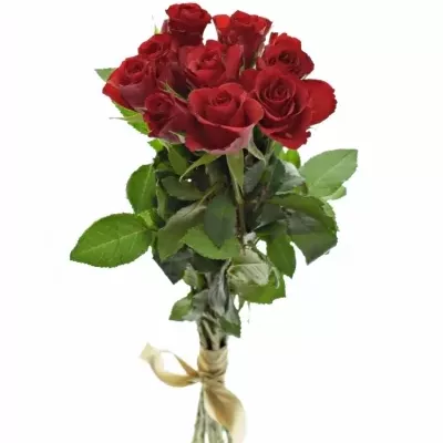 Kytice 9 červených růží RED CALYPSO 60cm