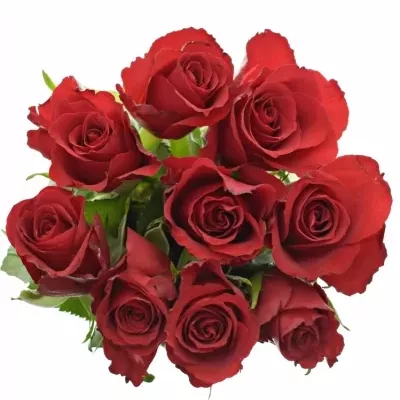 Kytice 9 červených růží RED CALYPSO 50cm