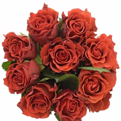 Kytice 9 červených růží RED CORVETTE 40cm