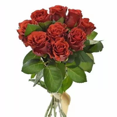 Kytice 9 červených růží RED CORVETTE