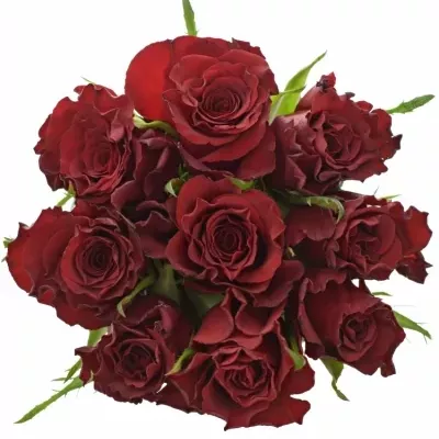 Kytice 9 červených růží RED DRAGON 40cm