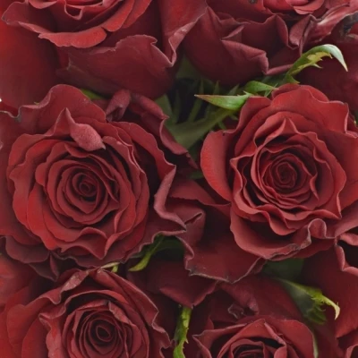 Kytice 9 červených růží RED MOUNTAIN