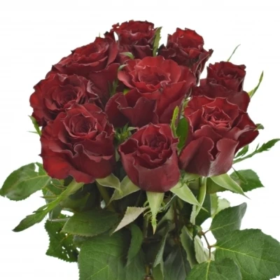 Kytice 9 červených růží RED MOUNTAIN
