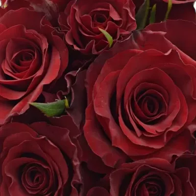 Kytice 9 červených růží RED PARIS 50cm