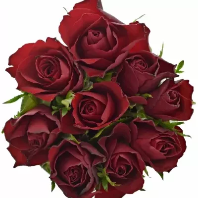 Kytice 9 červených růží RHYTHM 60cm