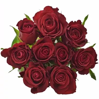 Kytice 9 červených růží SAMOURAI 80cm