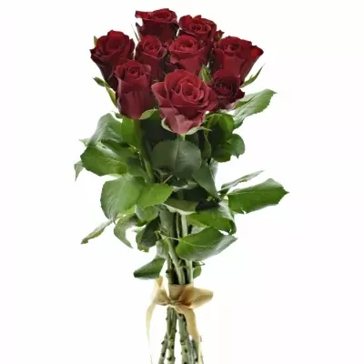 Kytice 9 červených růží SAMOURAI 40cm