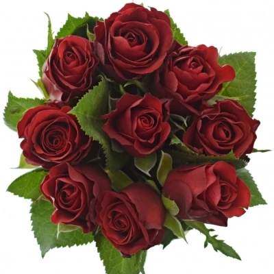 Kytice 9 červených růží SIMPLY RED 70 cm