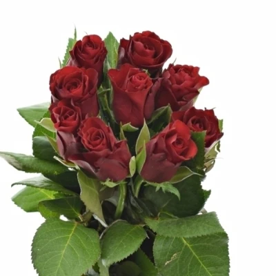 Kytice 9 červených růží SIMPLY RED
