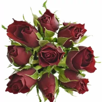 Kytice 9 červených růží VALENTINO 50cm