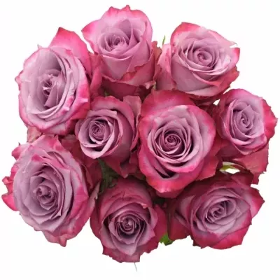 Kytice 9 fialových růží DEEP PURPLE 50cm