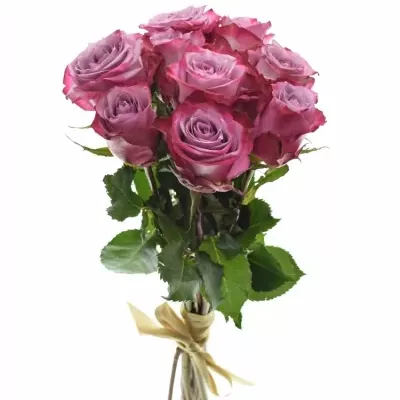 Kytice 9 fialových růží DEEP PURPLE 50cm