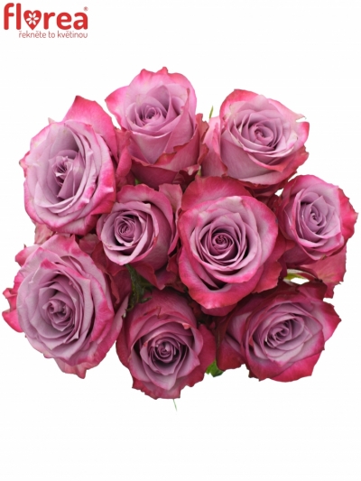 Kytice 9 fialových růží DEEP PURPLE 70cm