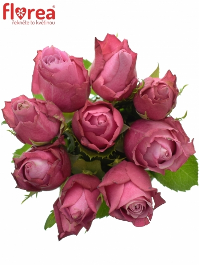 Kytice 9 fialových růží DEEP WATER 40cm