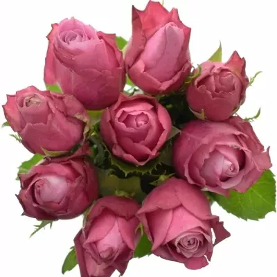 Kytice 9 fialových růží DEEP WATER 40cm