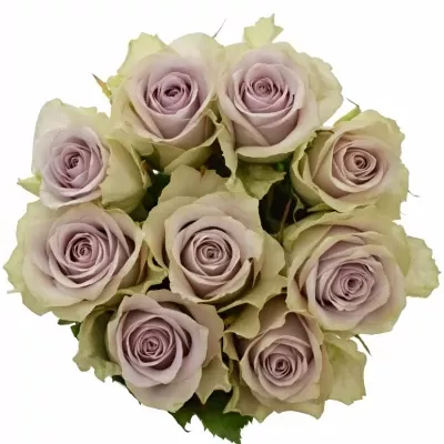 Kytice 9 fialových růží FIFTH AVENUE! 40cm