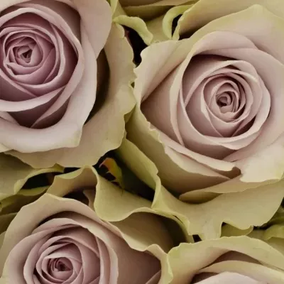 Kytice 9 fialových růží FIFTH AVENUE! 40cm