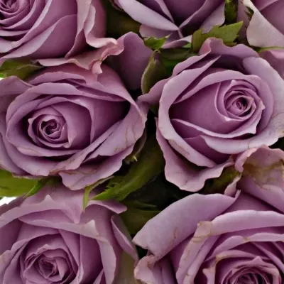 Kytice 9 fialových růží JAZZ 40cm