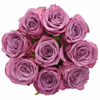 Kytice 9 fialových růží MARITIM 80cm