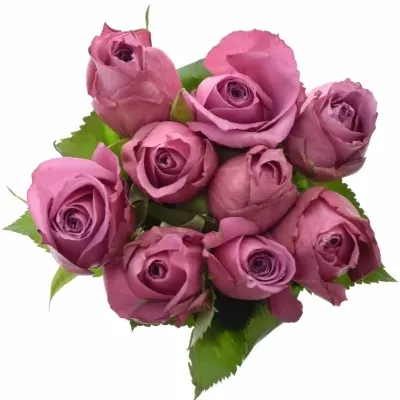 Jednodruhová kytice 9 fialových růží NEW ORLEANS 60 cm