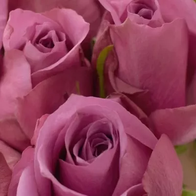 Kytice 9 fialových růží NEW ORLEANS 40cm