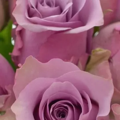Kytice 9 fialových růží NIGHTINGALE 40cm