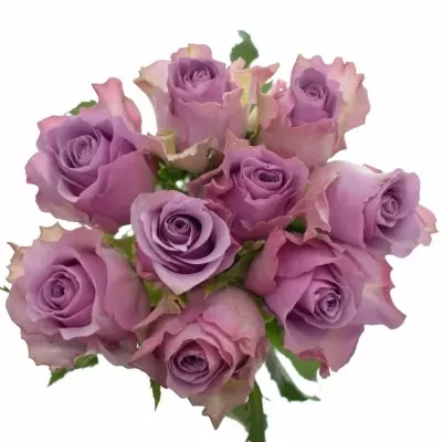 Jednodruhová kytice 9 fialových růží NIGHTINGALE 80 cm
