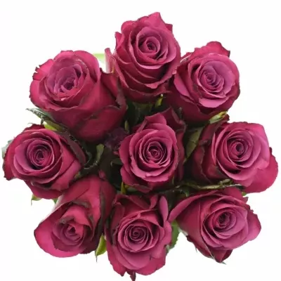 Kytice 9 fialových růží SHOGUN 40cm
