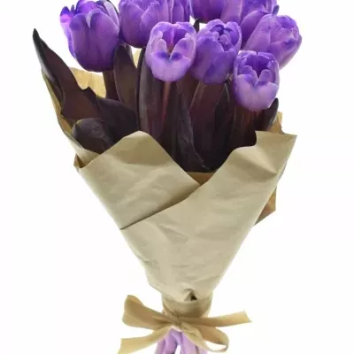 Kytice 9 fialových tulipánů ANTARCTICA PURPLE 38cm