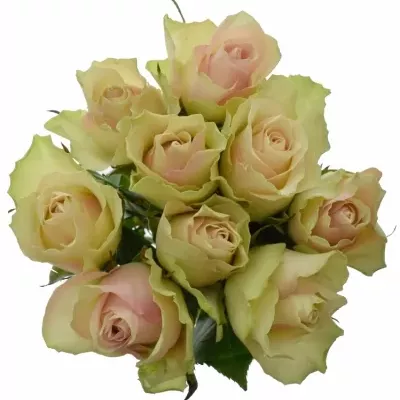 Kytica 9 krémovozelených ruží LA BELLE 50cm