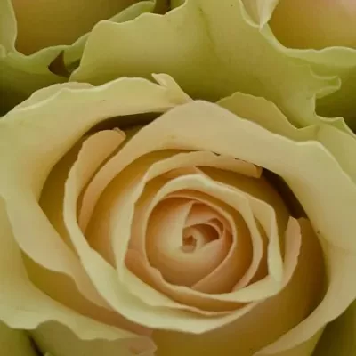 Kytice 9 krémovozelených růží LA BELLE 50cm