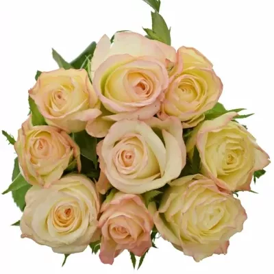 Kytice 9 krémových růží MARILYN 50cm