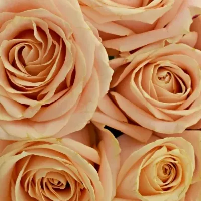Kytice 9 krémových růží PEARL AVALANCHE+ 50cm