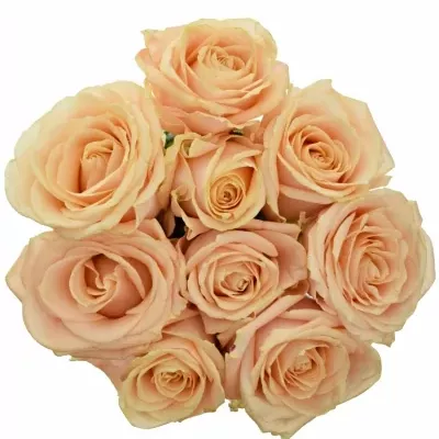 Kytice 9 krémových růží PEARL AVALANCHE+ 50cm