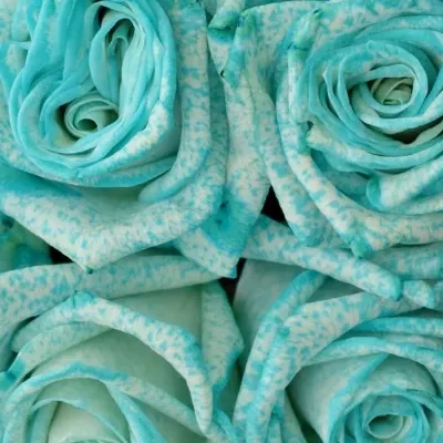 Kytice 9 ledově modrých růží ICE BLUE VENDELA