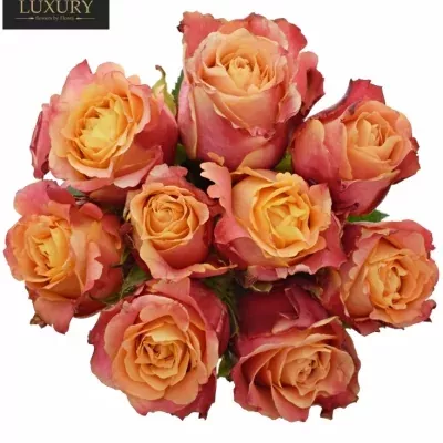 Kytice 9 luxusních růží 3D 60cm