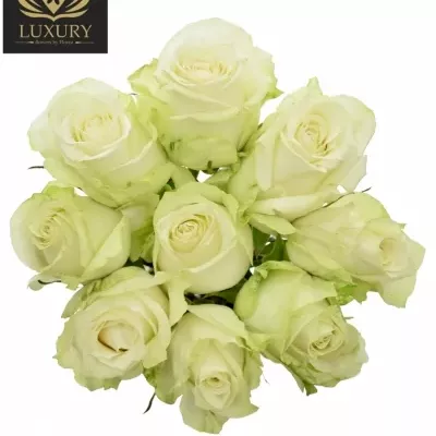 Kytice 9 luxusních růží ADALONIA 70cm