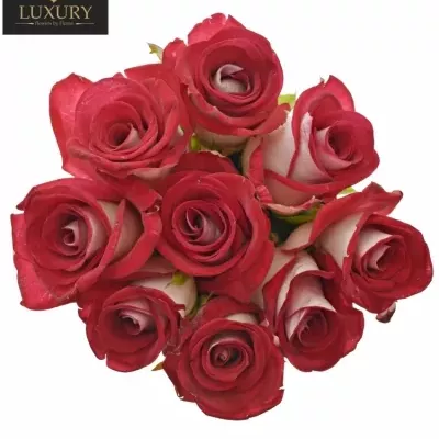 Kytice 9 luxusních růží BLUEZ+ 50cm