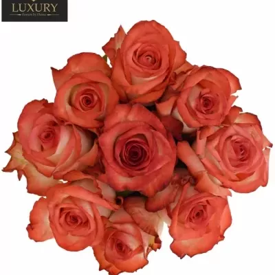 Kytice 9 luxusních růží BLUSH 70cm