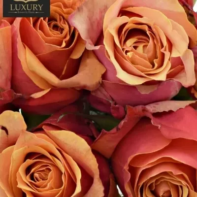 Kytice 9 luxusních růží CHERRY BRANDY 70cm